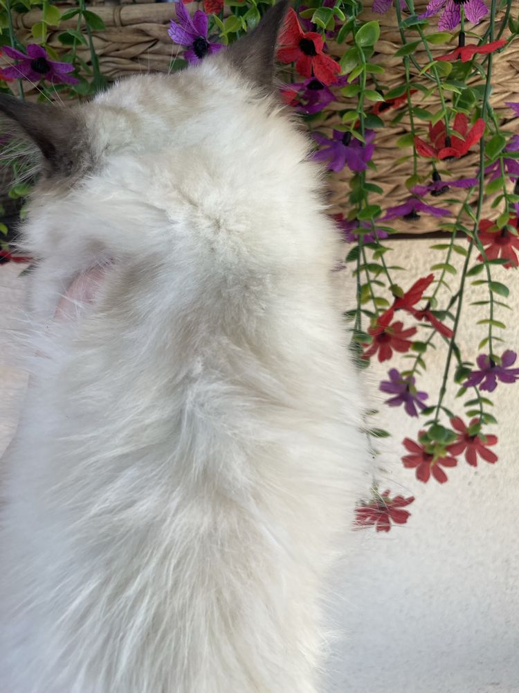 Ragdoll FPL kot  kocurek  14 tygodni seal mitted prawdziwy rodowód