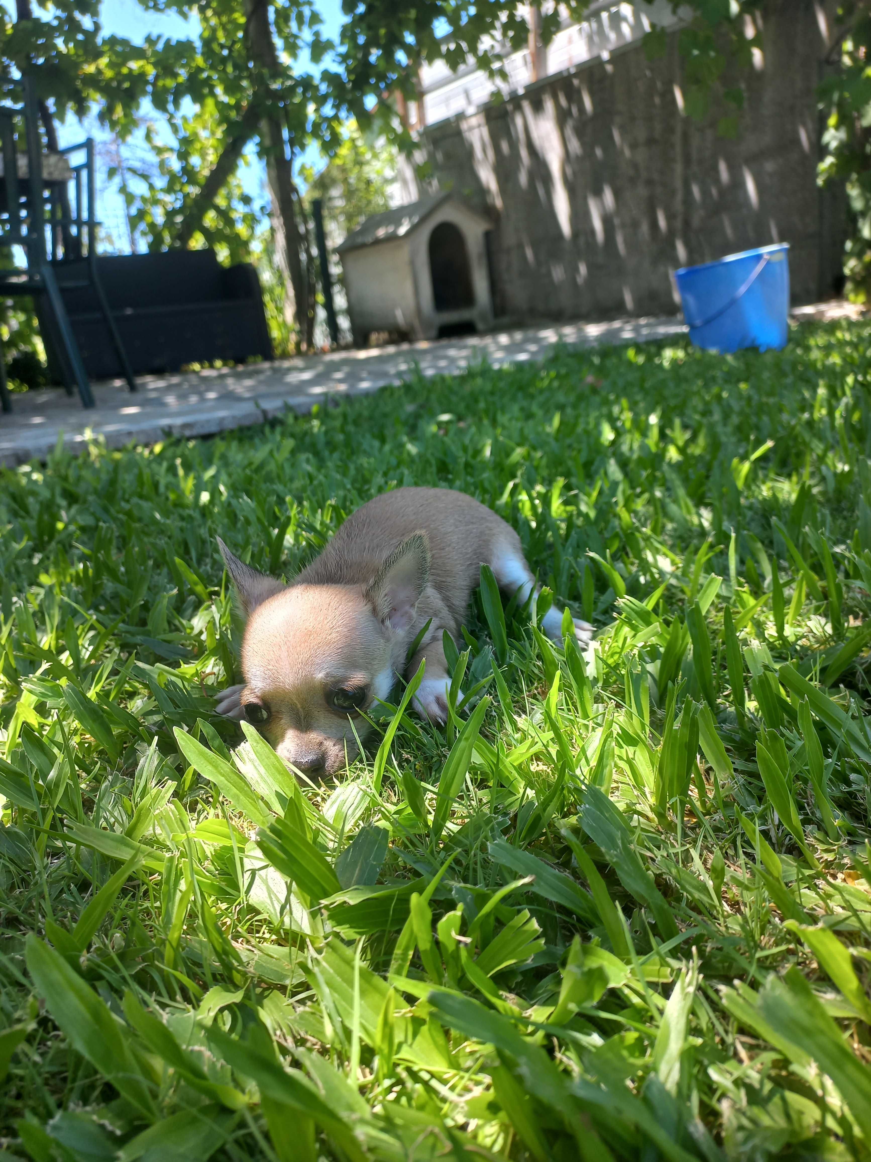 Chihuahua Miniatura
