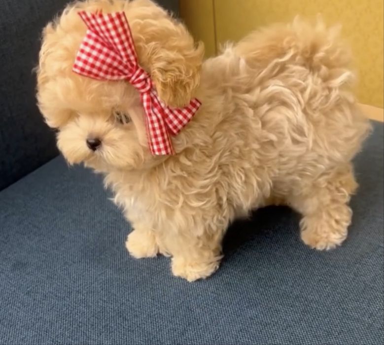Maltipoo miniatura