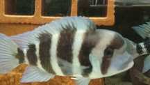 Ciclideos Tanganika - Frontosa Burundi