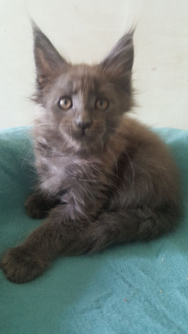 Koteczka Maine Coon