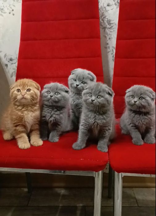 Скоттиш фолд котята