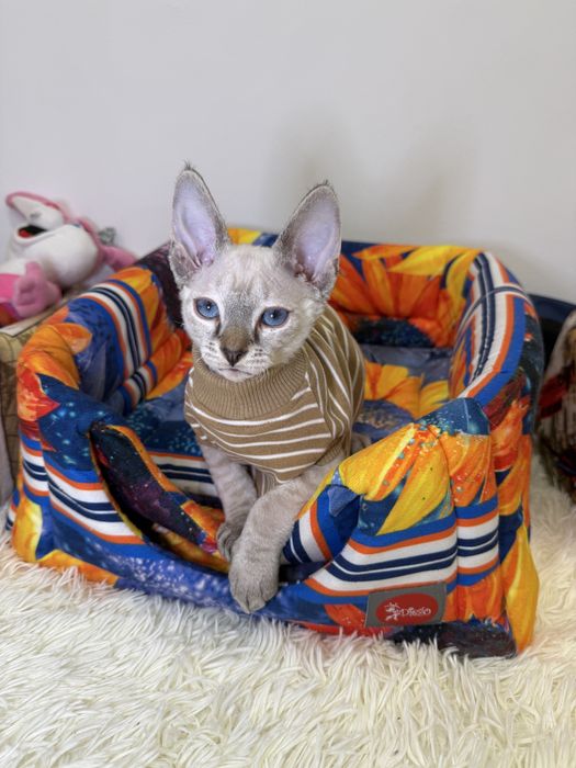 Красивый котенок, Тимурка, ищет лучших родителей