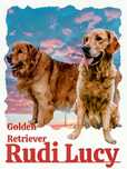 Golden Retriever amerykański/złoty samiec/champion/odbiór sierpień