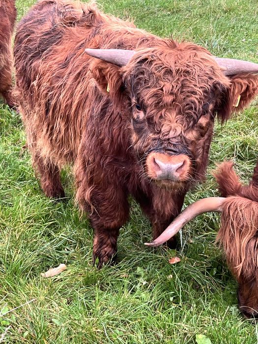 Byk szkocki Highiand Cattle