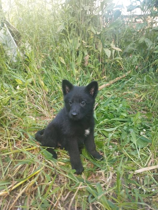 Pastor Alemão com lop e afixo
