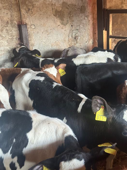 Sprzedam cielaki mięsne z odpajalni 20szt