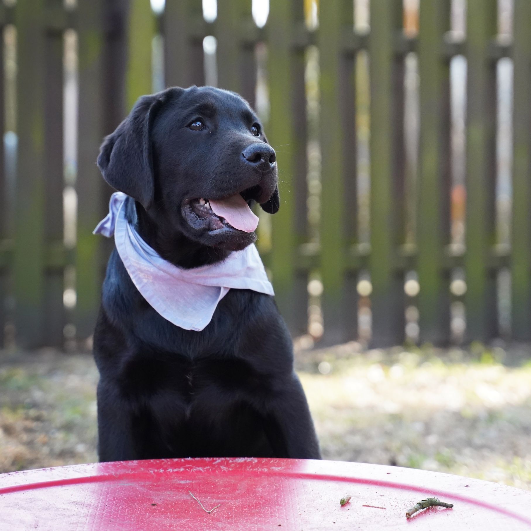 Labrador retriever czarny piesek  Zkwp gotowy do odbioru