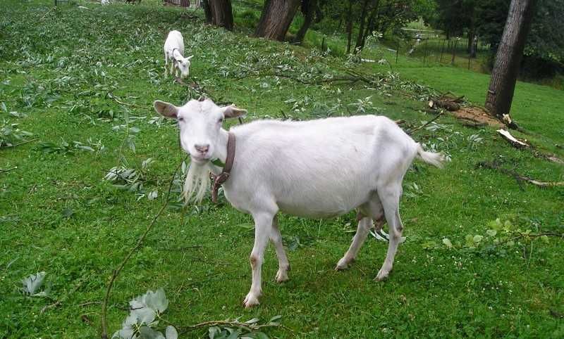 Продам молочних кіз  Зааненська Ламанч племінної,
