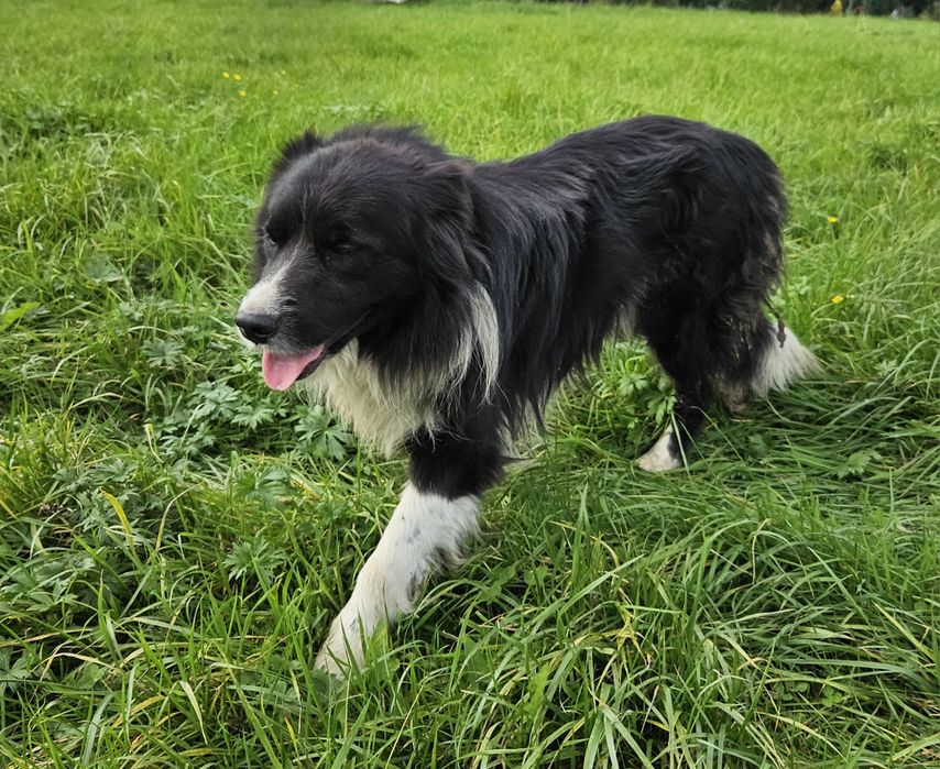 Pies Border Collie 3 letni