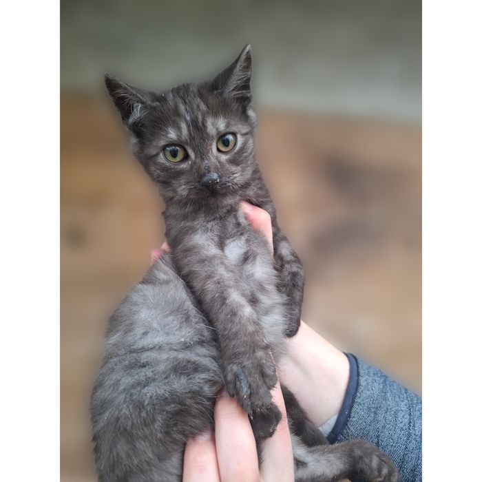 Maluchy poszukują domu