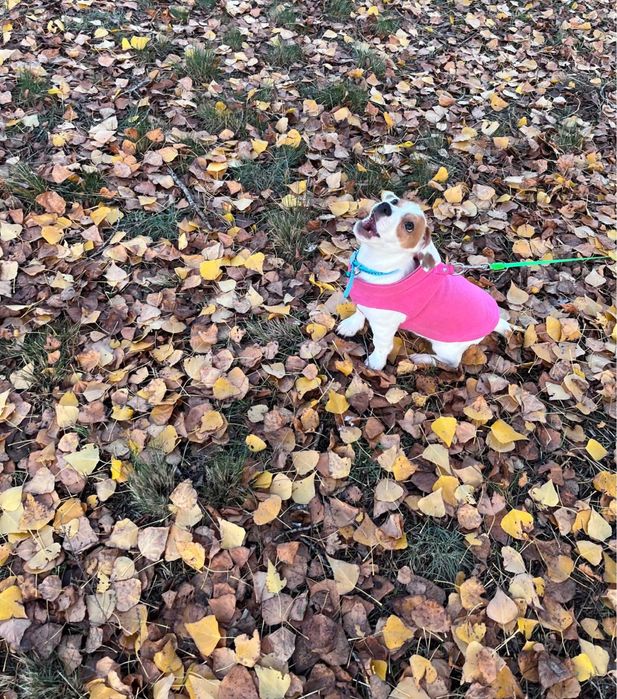 Яркий щеночек ищет маму