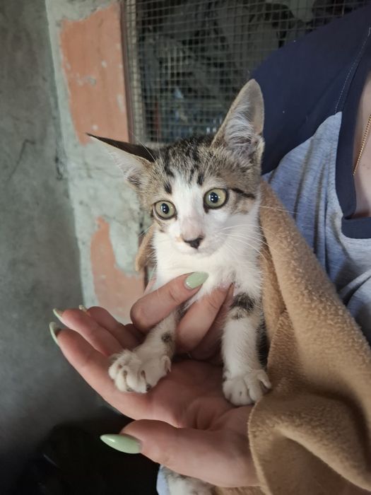 Gatinhos de 2 meses e meio