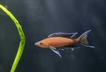 Paracyprichromis nigripinnis Izinga