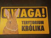 Tabliczka królika