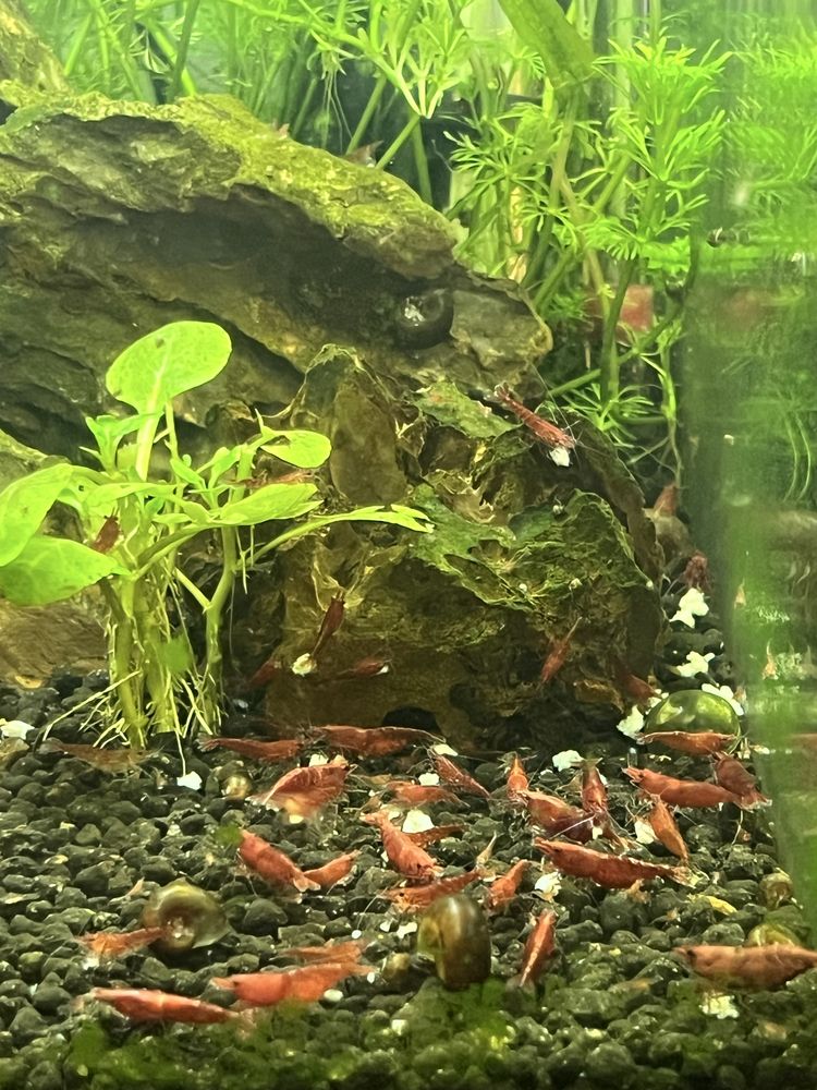 Red cherry - shrimp, camarões