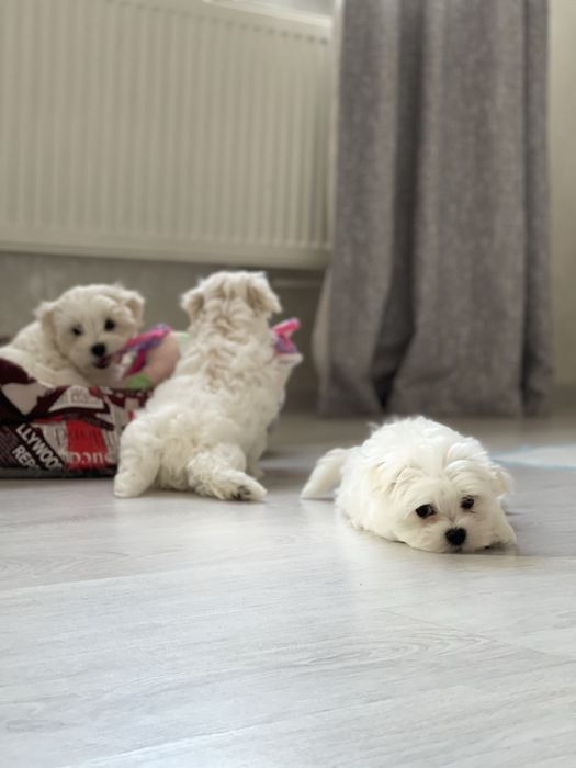 Дітки мальтійської болонки з документами
