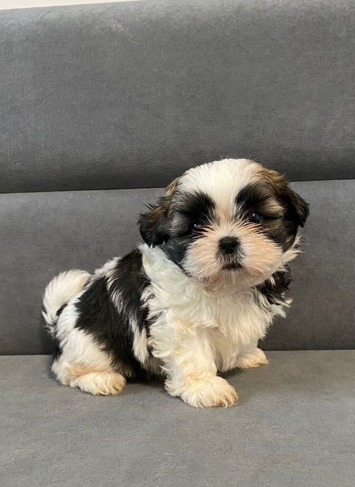 Shih tzu TRI color