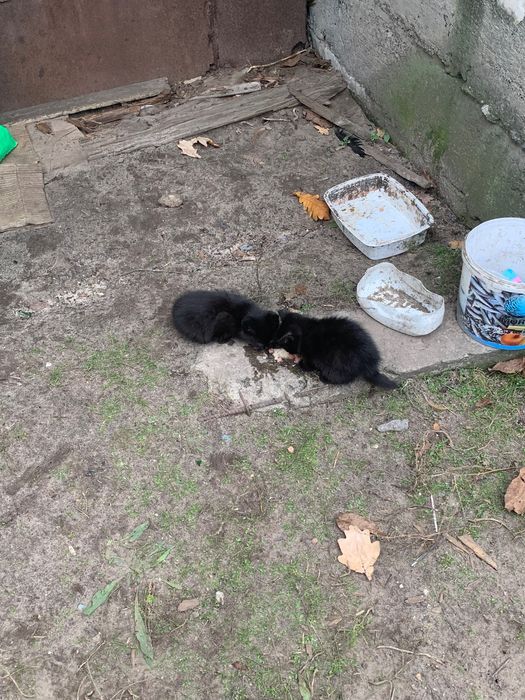 3 кошенята в добрі руки