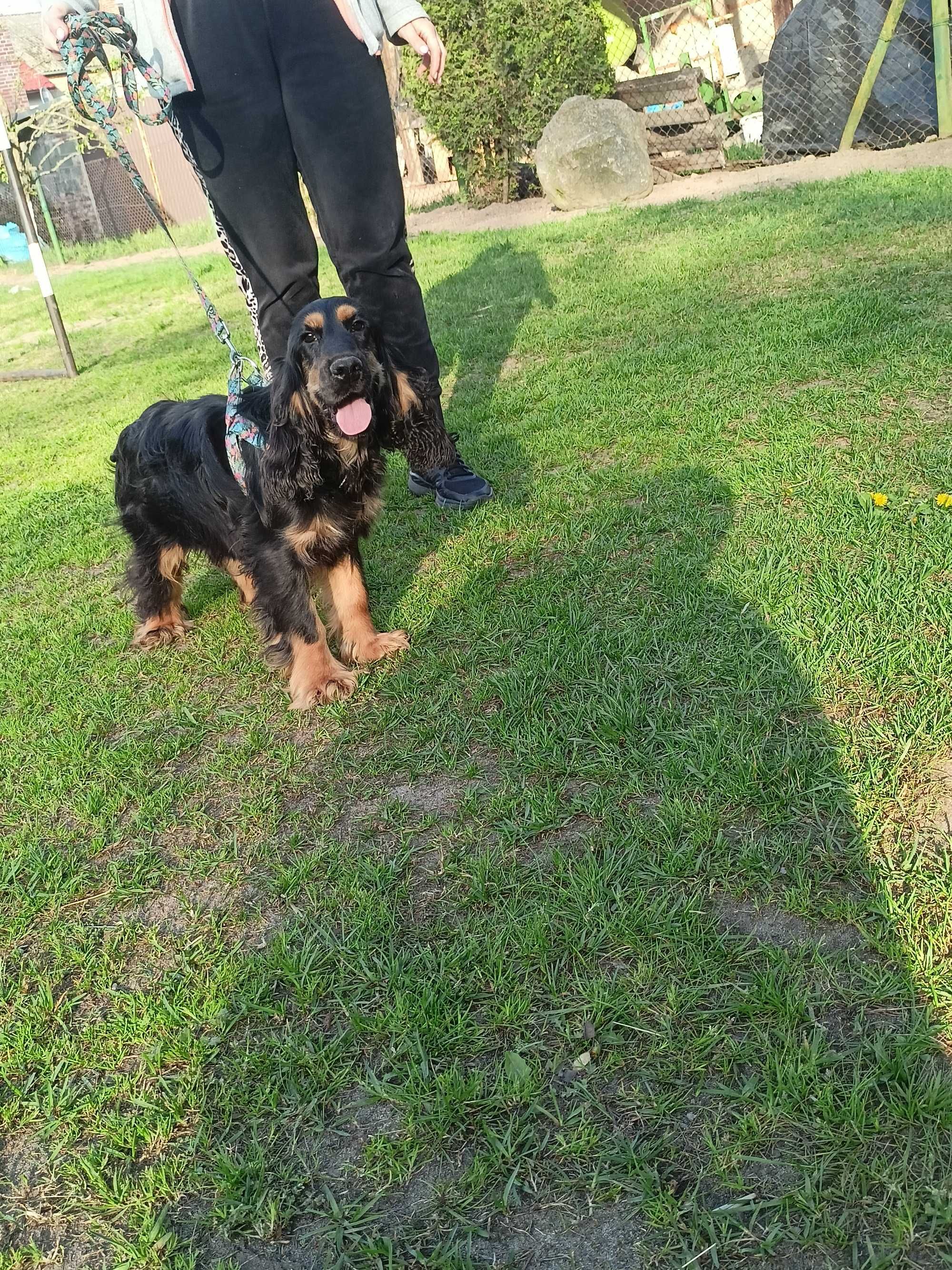 Piesek Cocker Spaniel