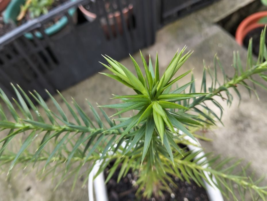 Pinheiro brasileiro disponível