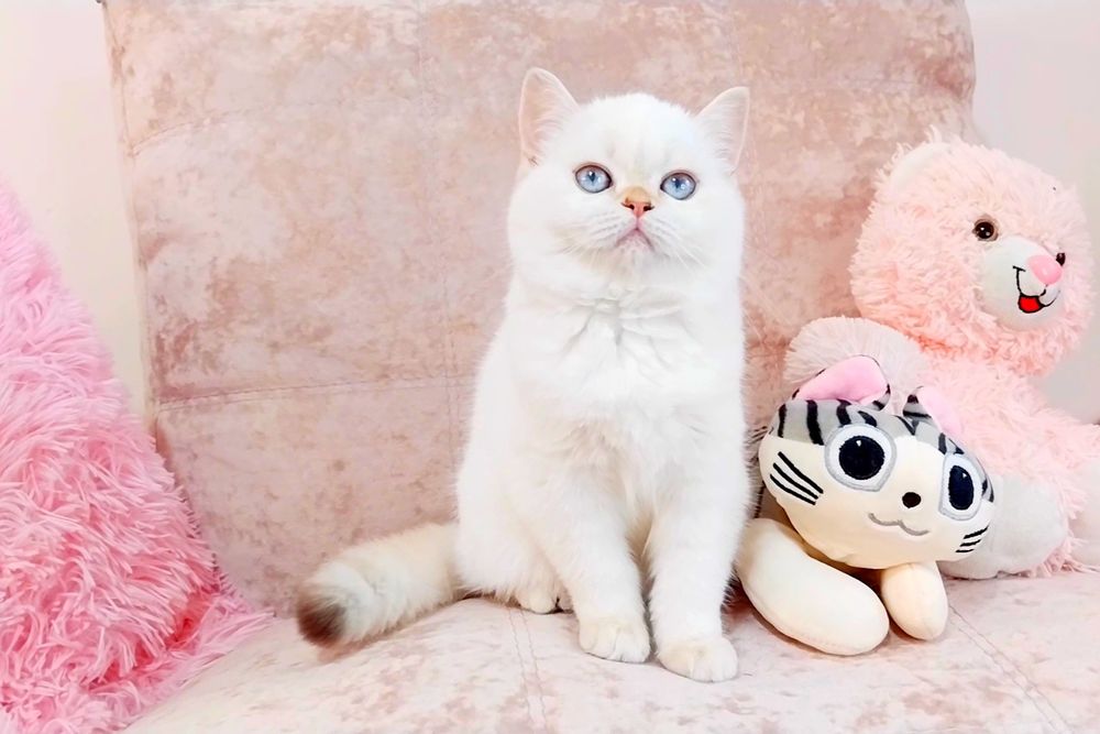 Дівчинка квіточка, неймовірно лагідна і ніжна