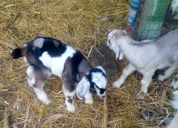 Продам козликів на плем'я