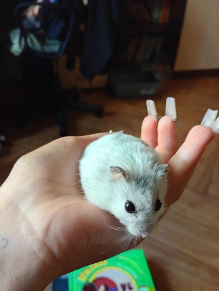 хом'ячок джунгарик