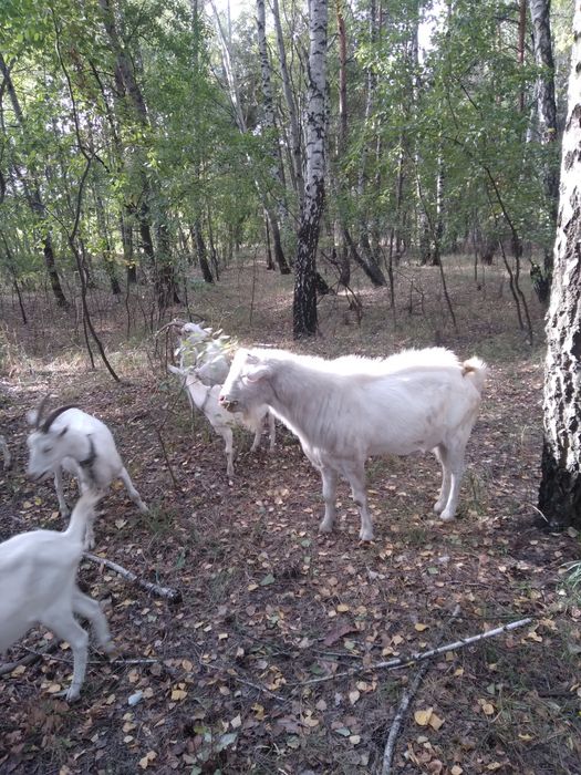 Цап для продовженя роду