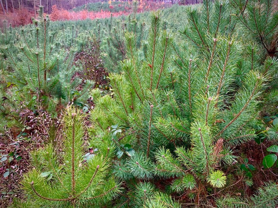 Drzewka Bożonarodzeniowe, Świąteczne Choinki,