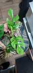 Monstera  'Minima Mint' - Rhaphidophora tetrasperma i inne