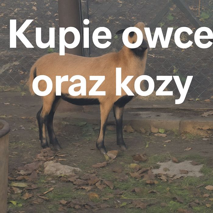 Owce kozy - najchętniej całe stado