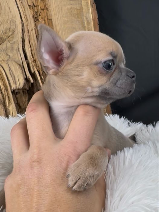 Sprzedam Suczkę Chihuahua