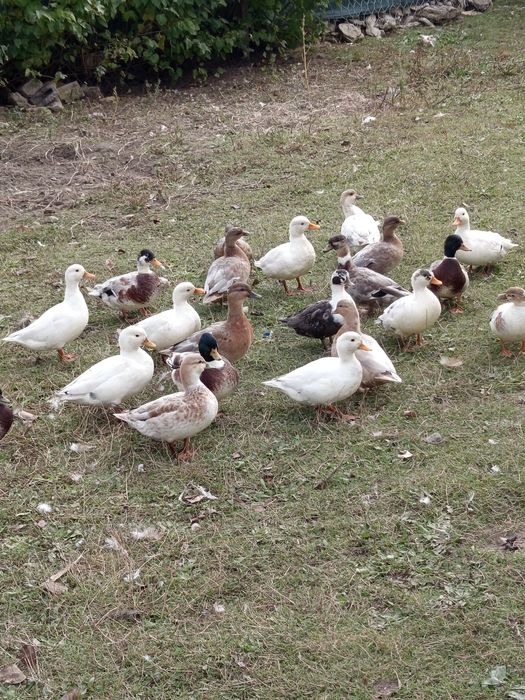 Kaczki call duck kanadyjki
