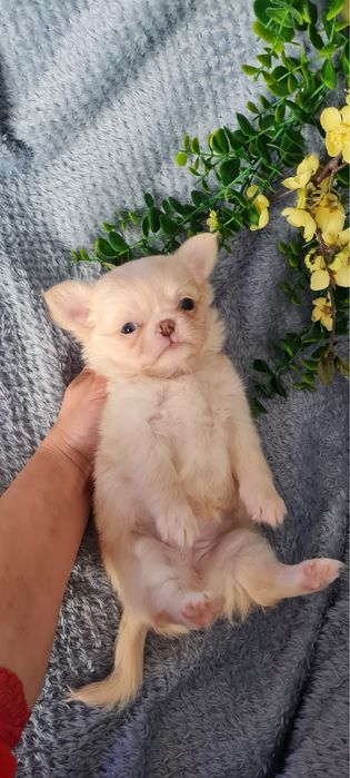 Excelente mini menina pelo longo Chihuahua/Chiuaua de Qualidade