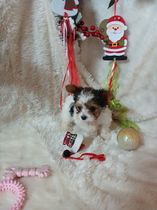 Biewer Terrier Fêmea Super Mini Criadora Registada PT 3088FL