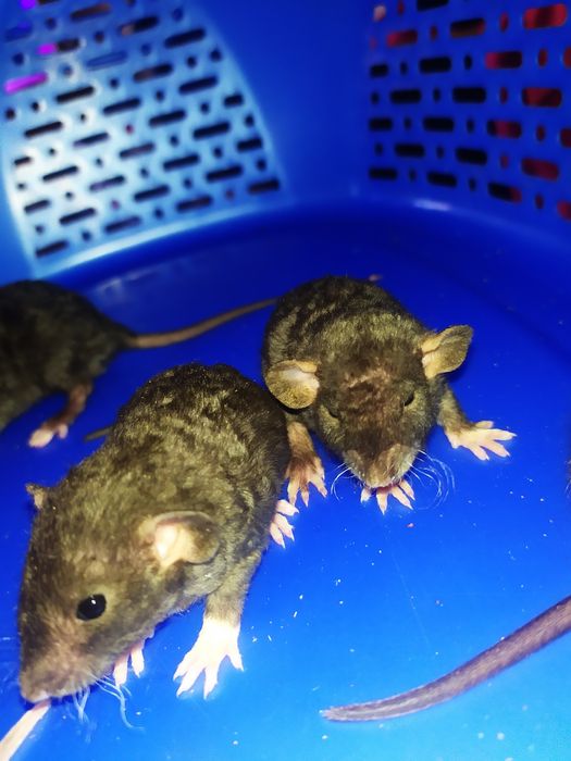 Криса, крысиня, крыска, Дамбо, Рекс, щур. Ручні крисинята