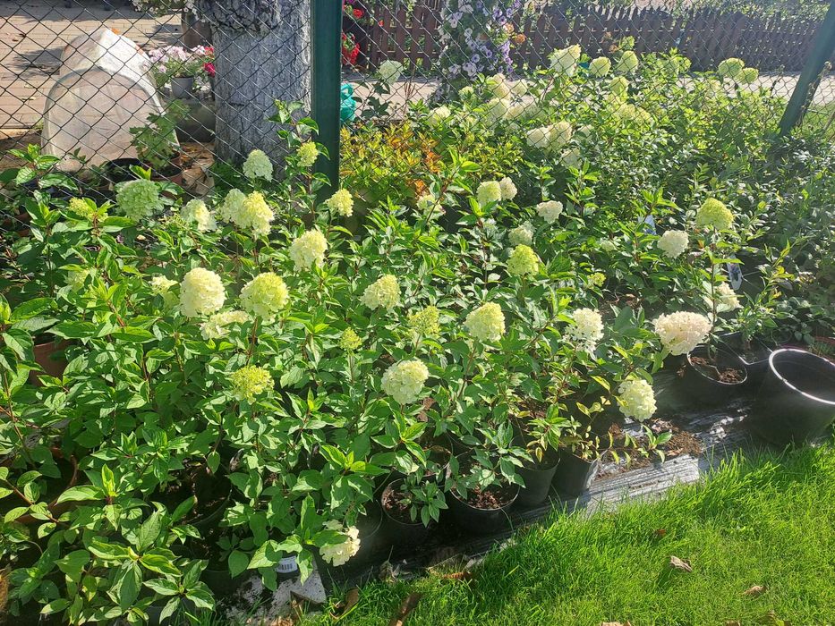 Hortensje bukietowe