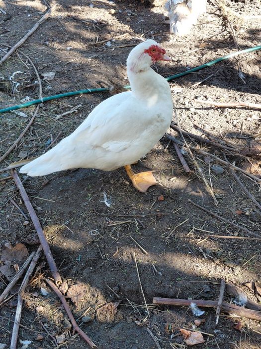 Sprzedam kaczki francuskie