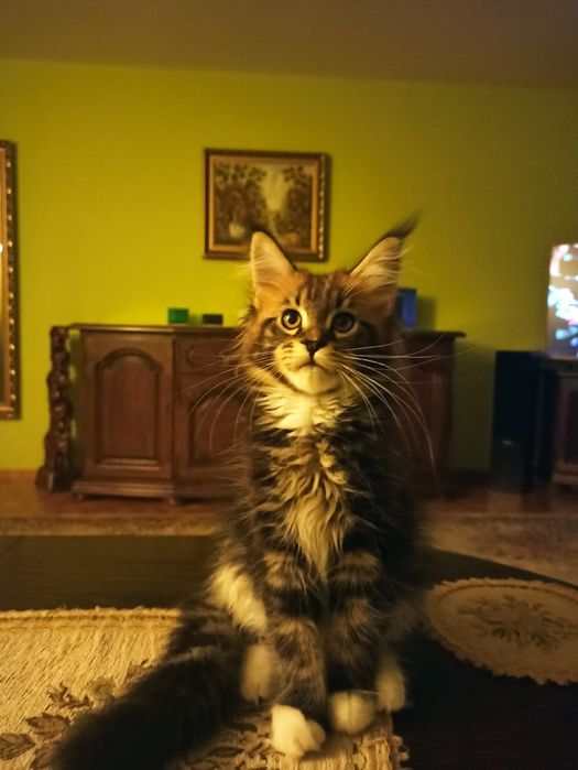 Maine Coon-kocurek po Championie