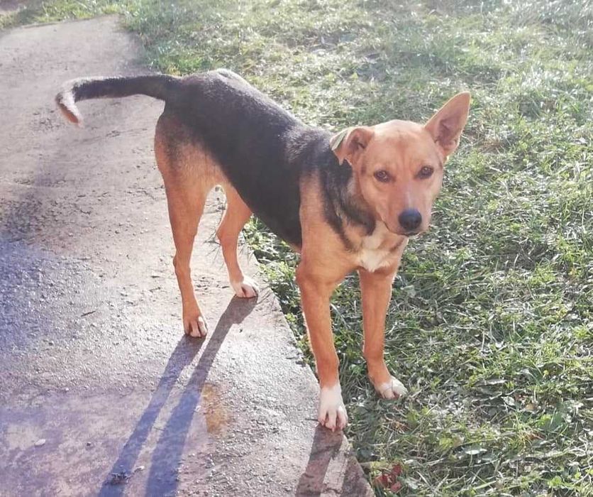 Прилаштовуються собачки