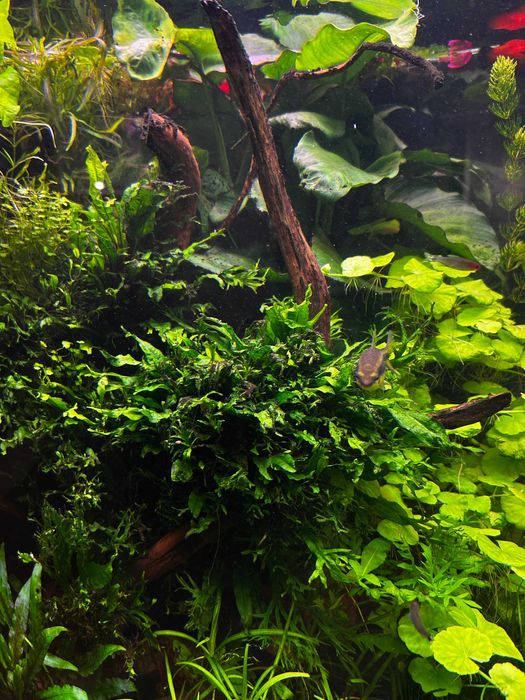 Microsorium pteropus windelov – mikrozorium windelov