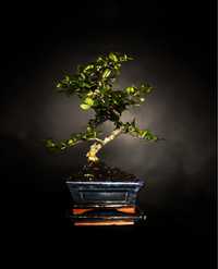 Karmona drobnolistna bonsai, idealny prezent na walentynki