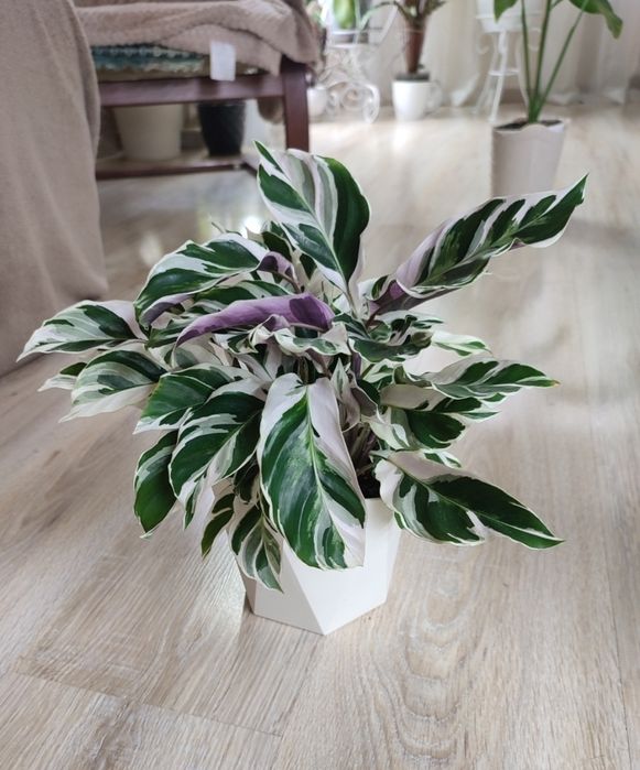 Калатея Вайт фьюжн домашня