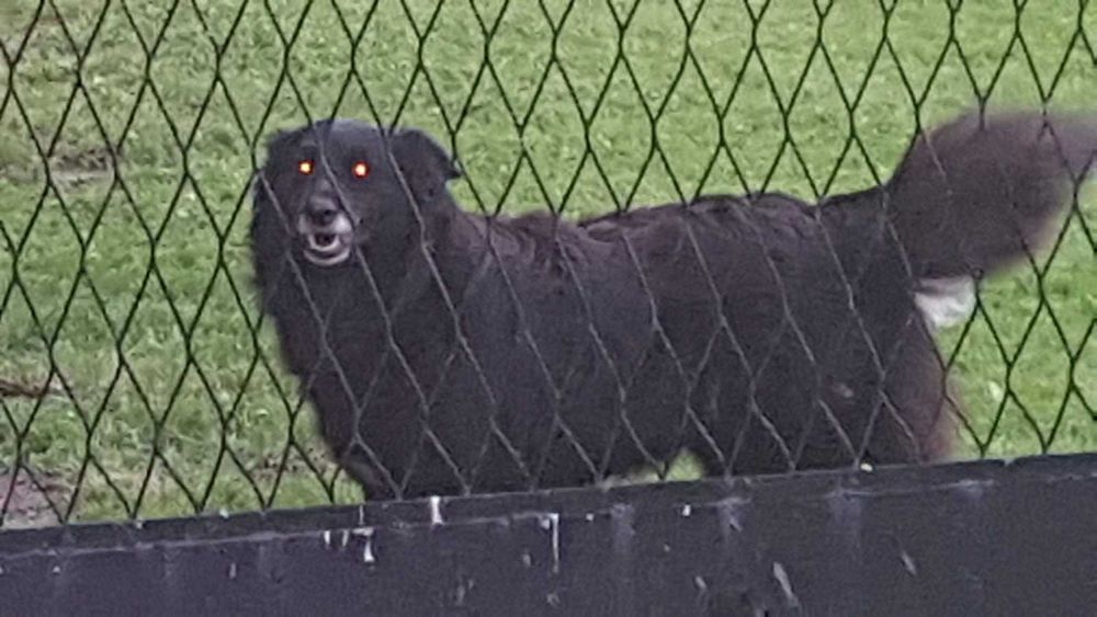 Zaginął pies Kaniów