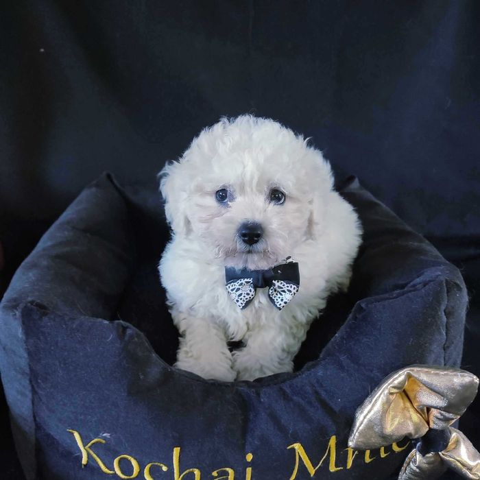 Bichon Frise > piesek.