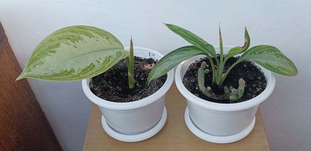 ,шлюмбергер, різдвяник,Аглаонема,,грошове дерево , спатифілум