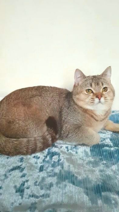 ВЕДМЕЖАТКО шиншиловий котик, однорічний