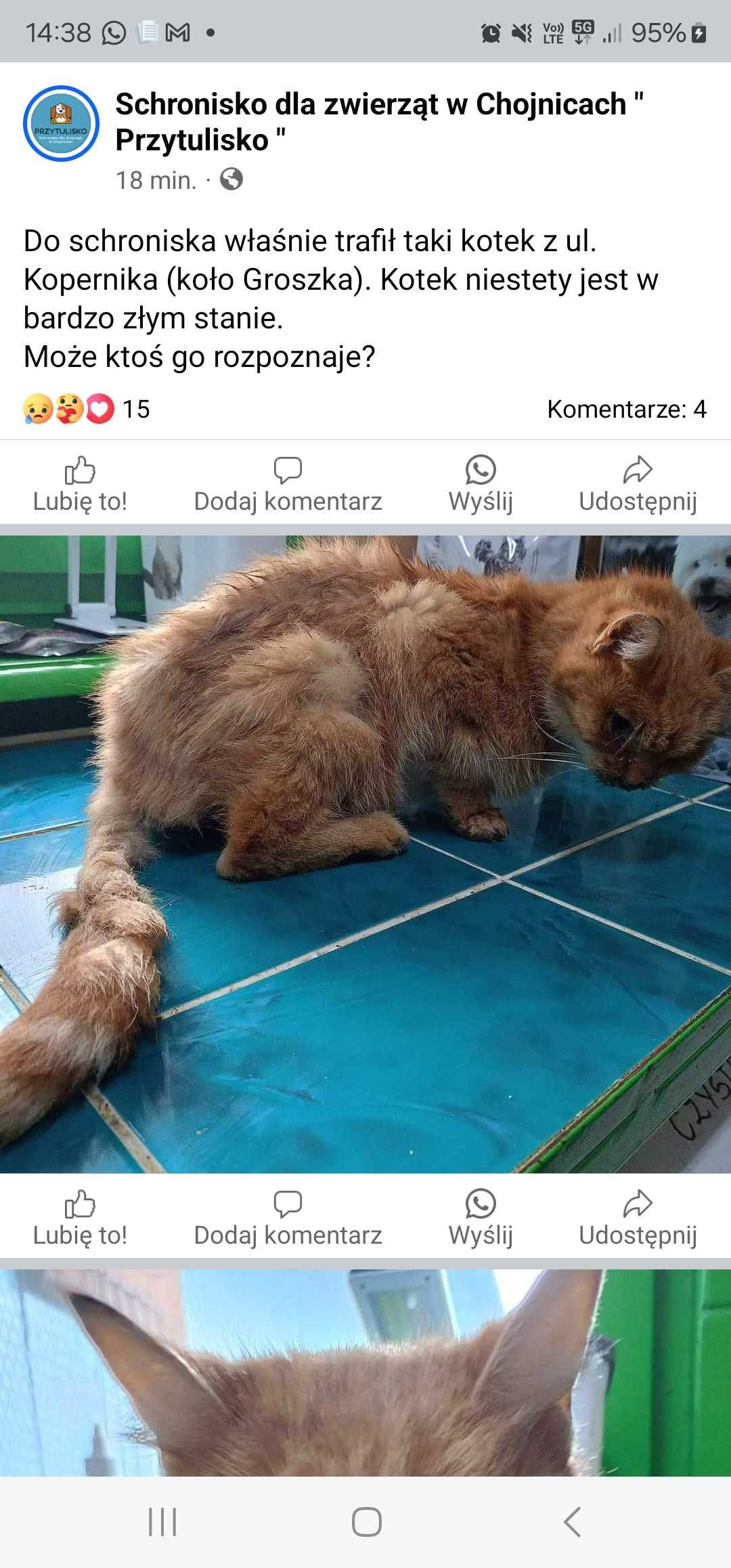 Kot znaleziony w chojnicach