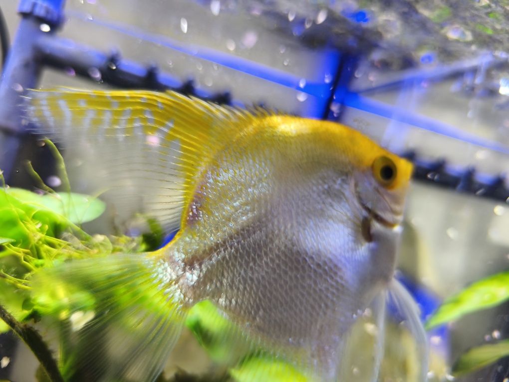 Peixinhos de aquário